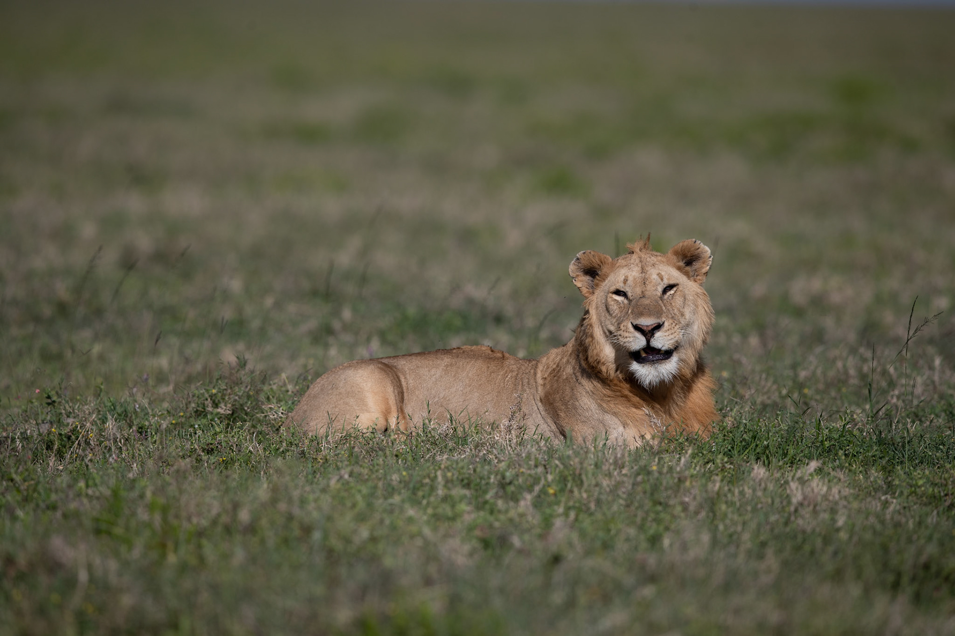 Travel, Wildlife, Nature, Street