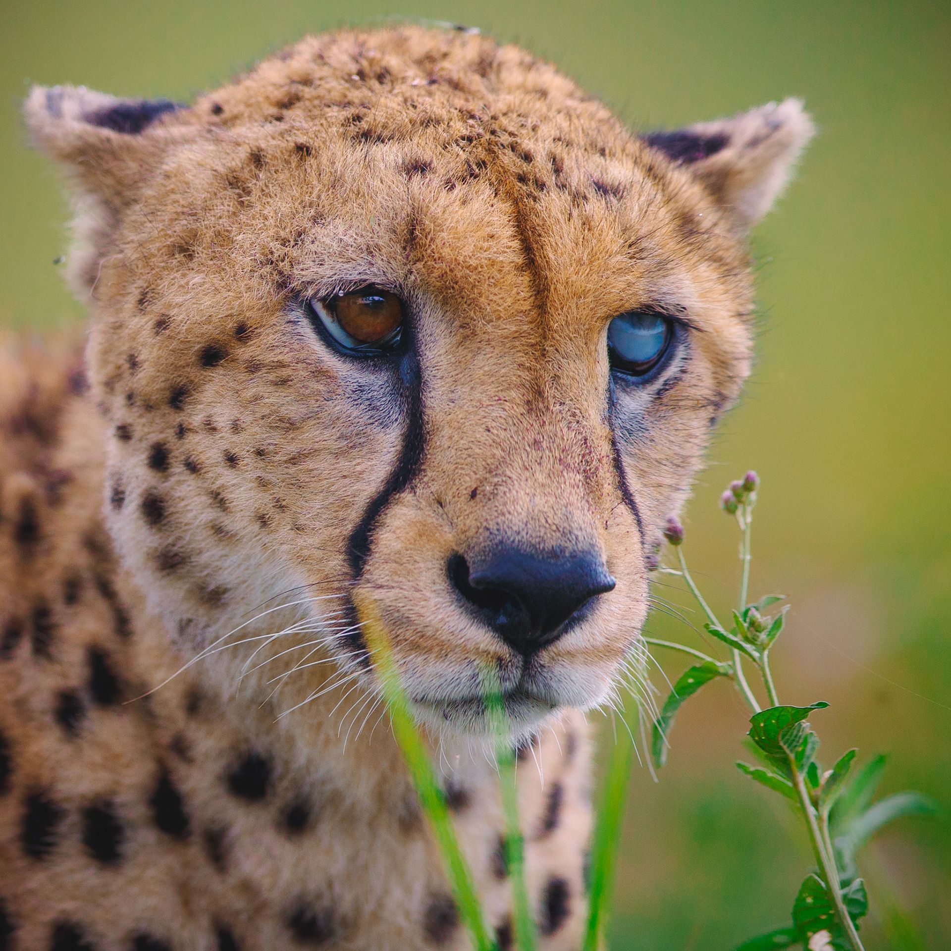 Travel, Wildlife, Nature, Street