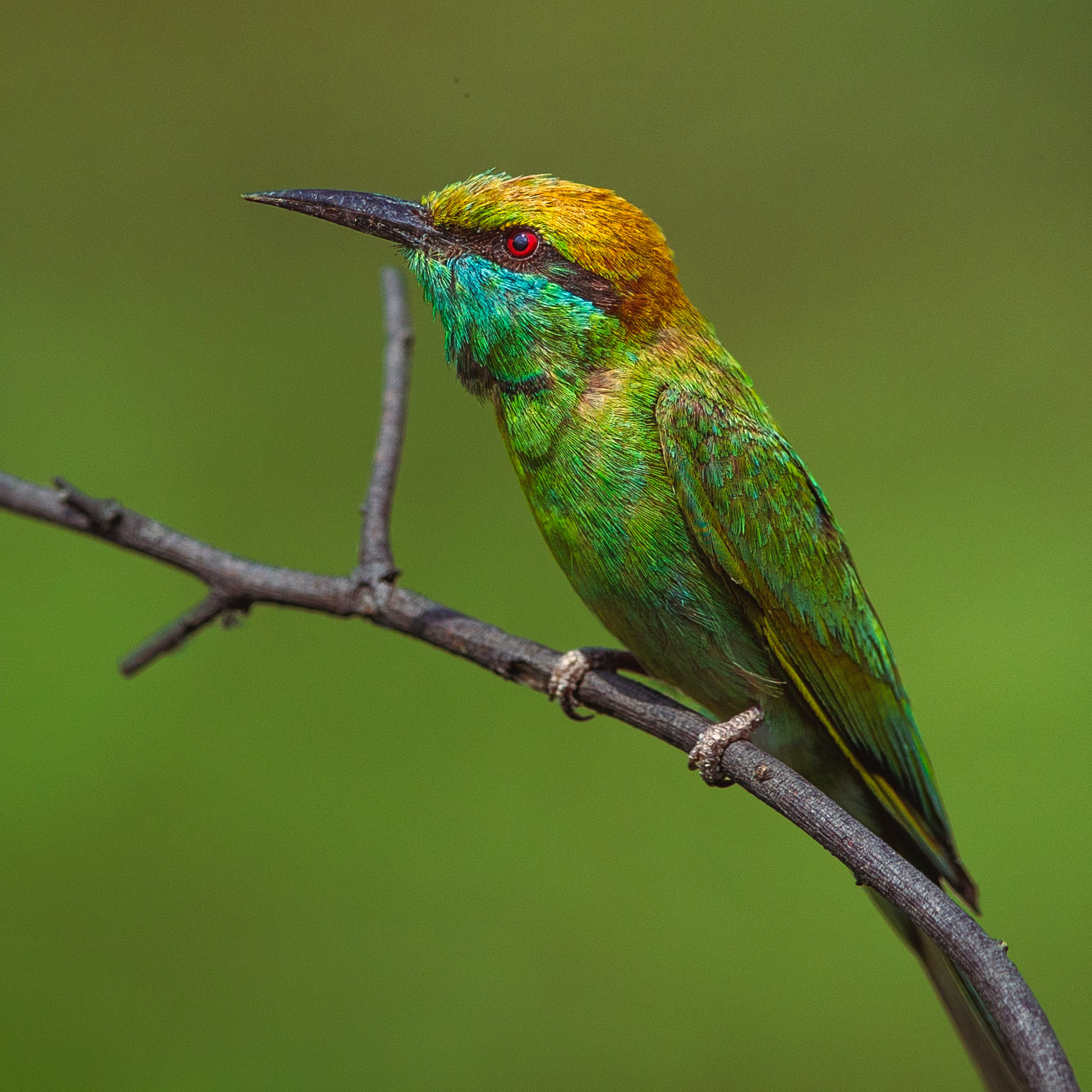 Travel, Wildlife, Nature, Street