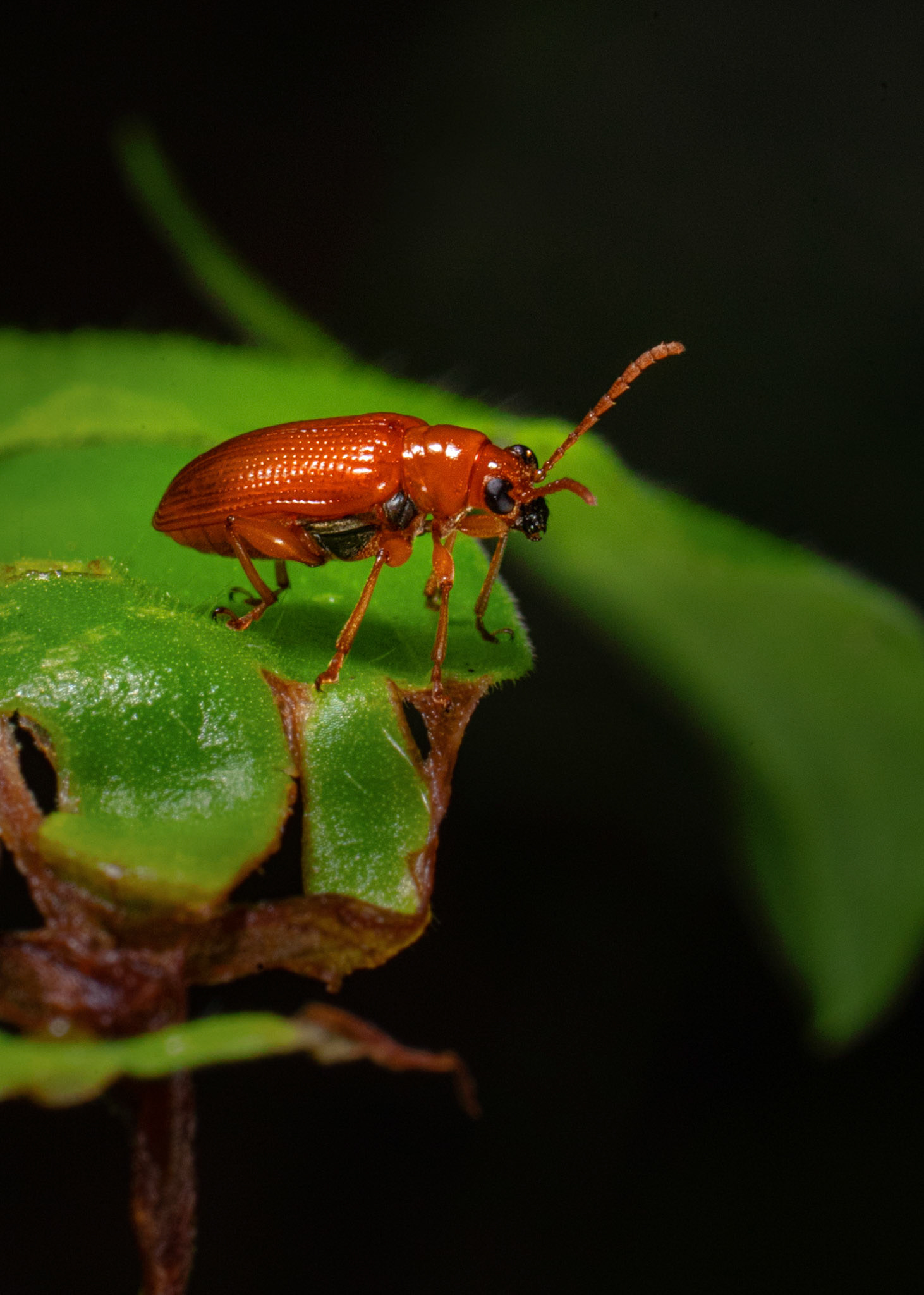 Travel, Wildlife, Nature, Street