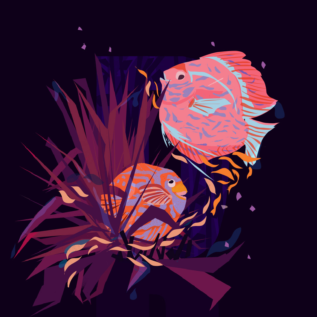 D for Discus Fish and Dracaena