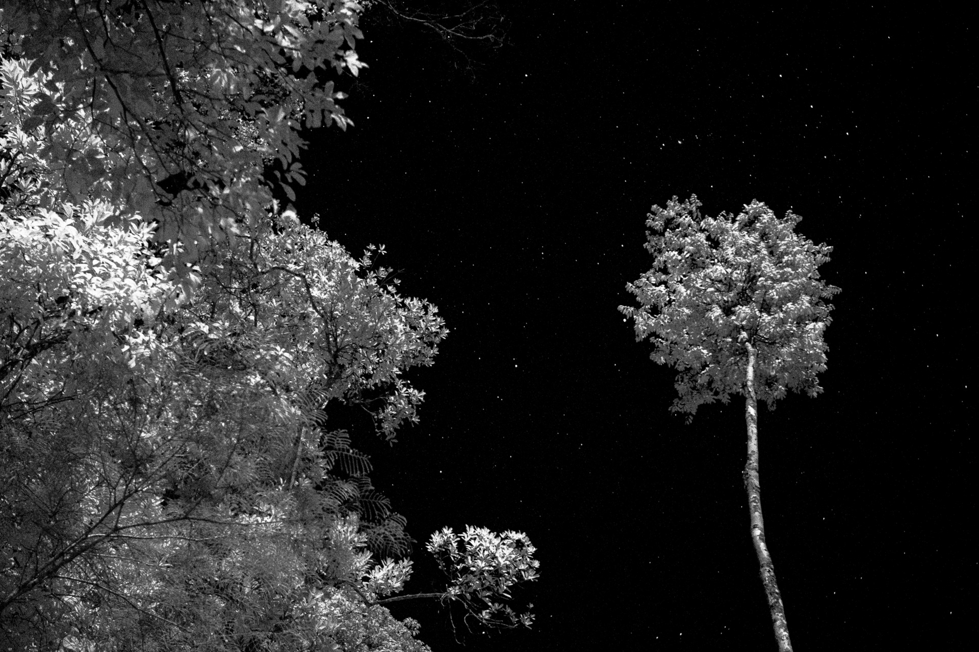 15. Standing Tall Under The Stars