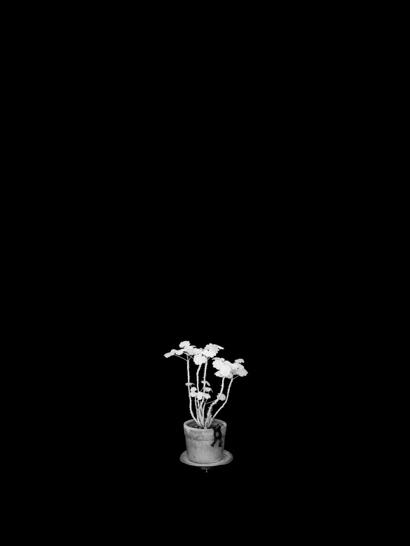 Pelargonium X hortorum
