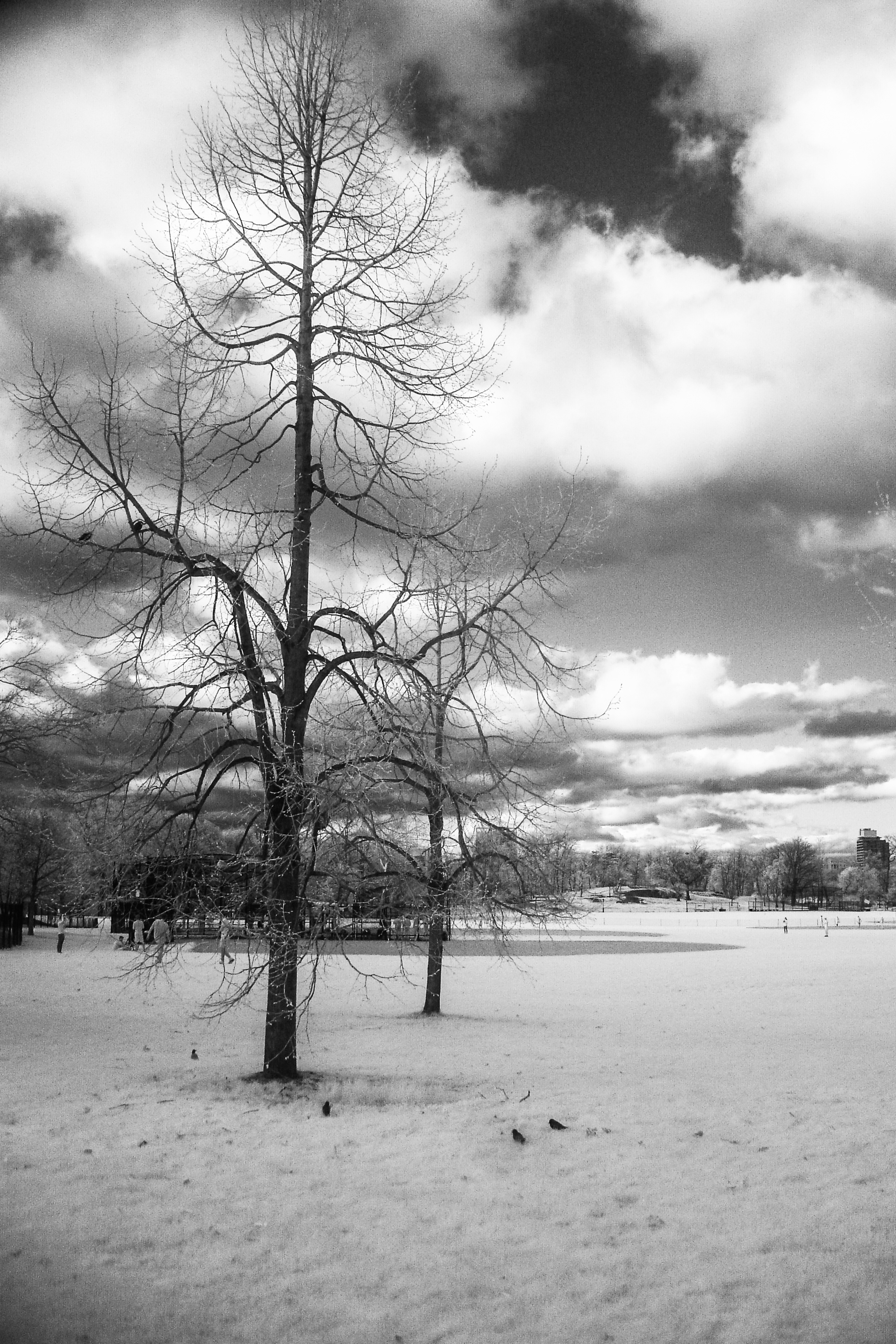 Winter Tree