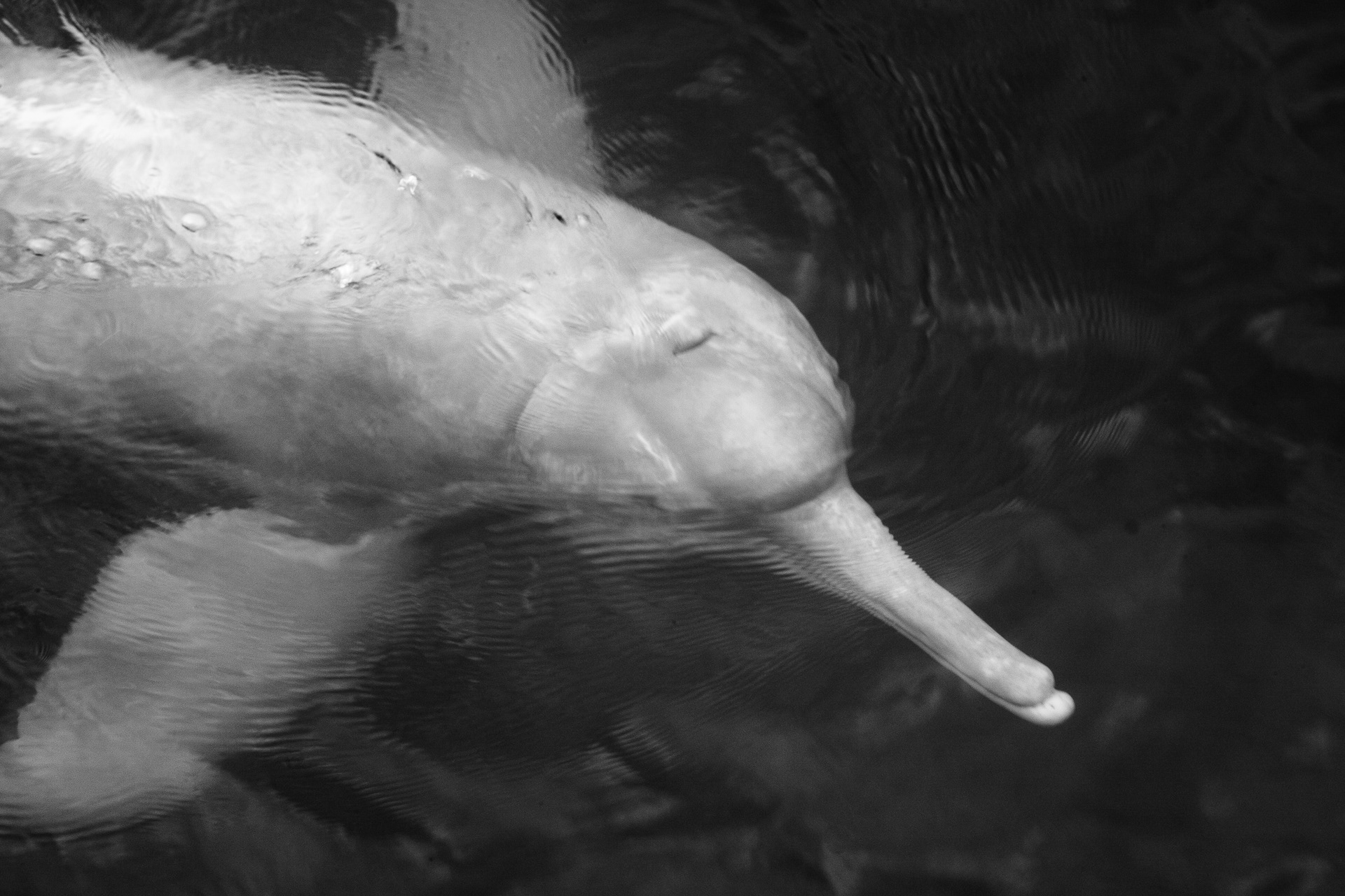 10. The Amazon River Dolphin