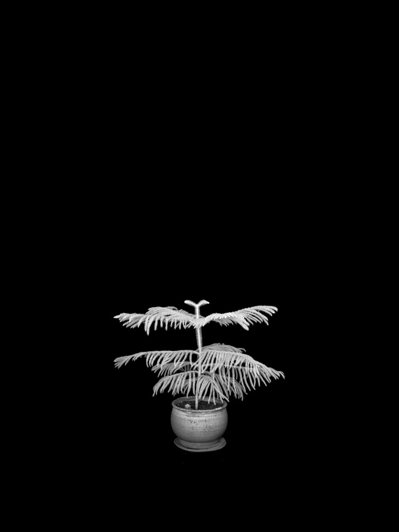 Araucaria columnaris