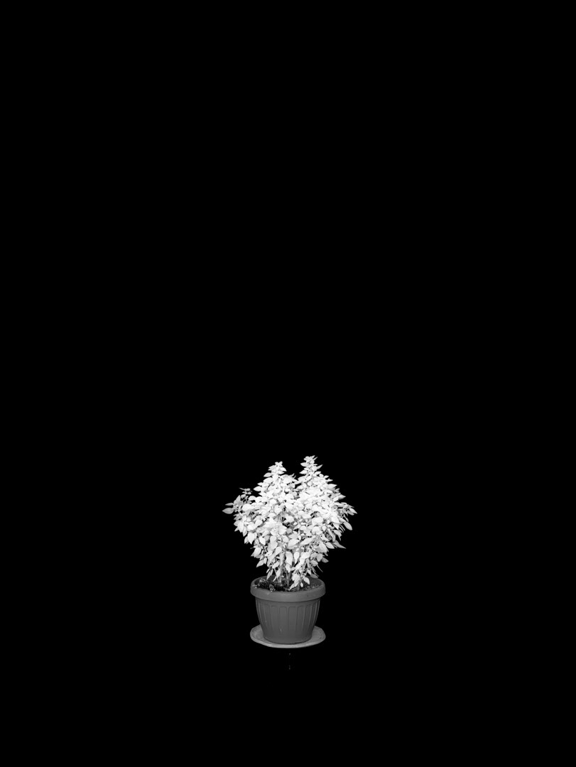 Ocimum basilicum var. minimum