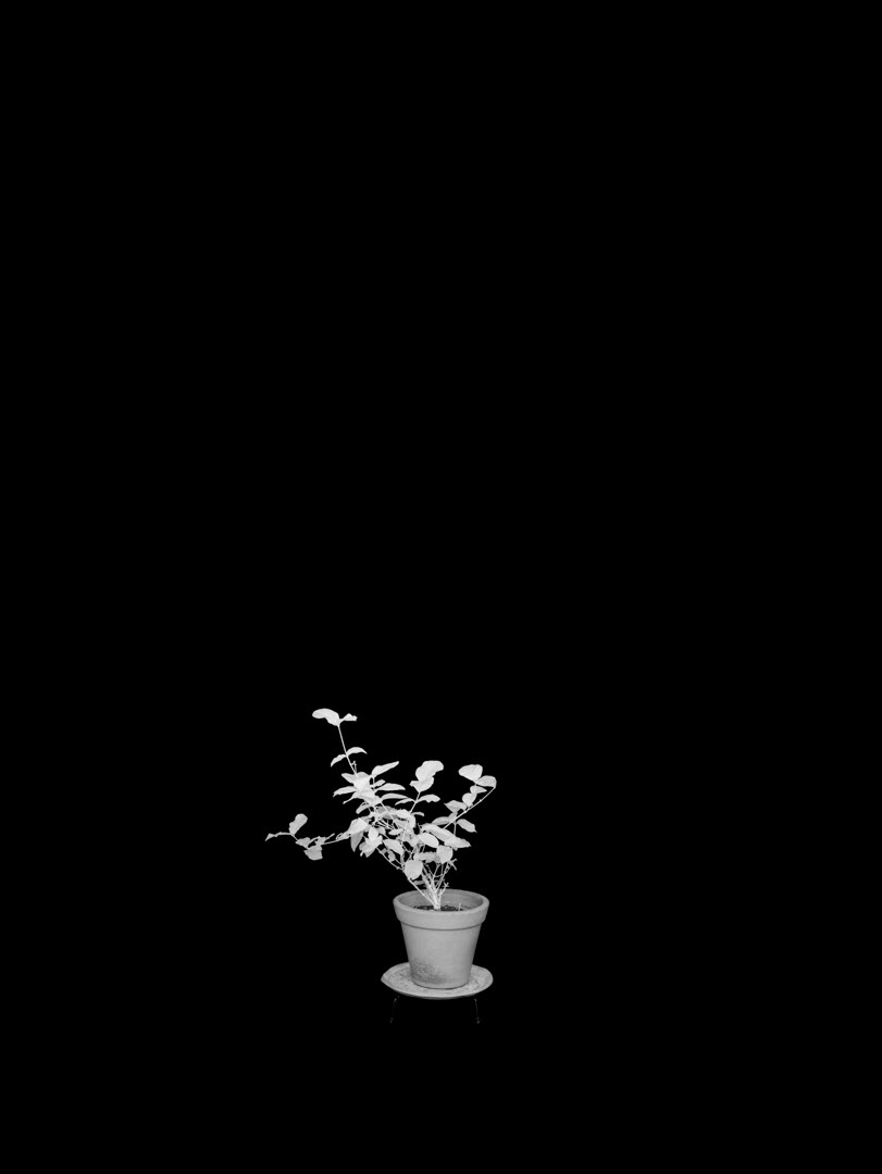 Jasminum sambac