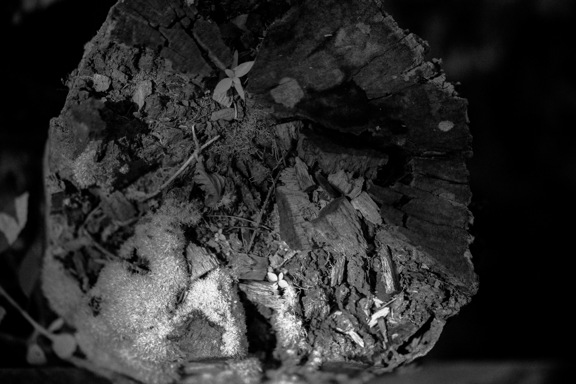 25. Microcosmos