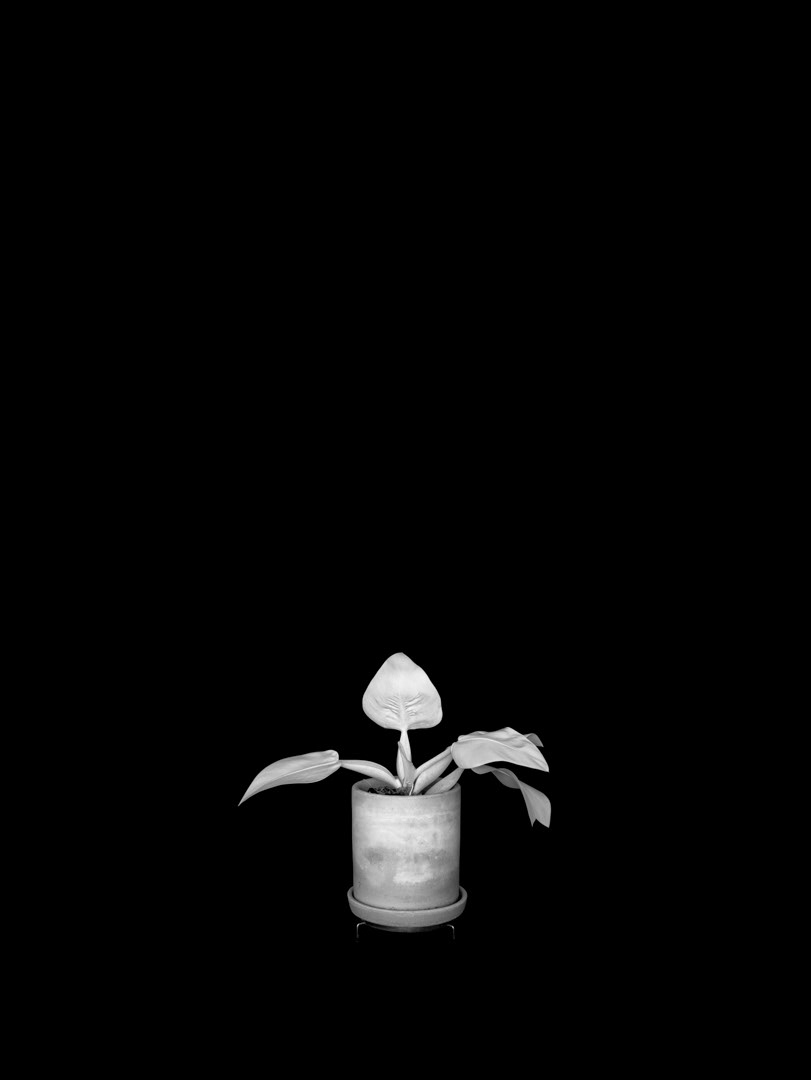 Philodendron martianum