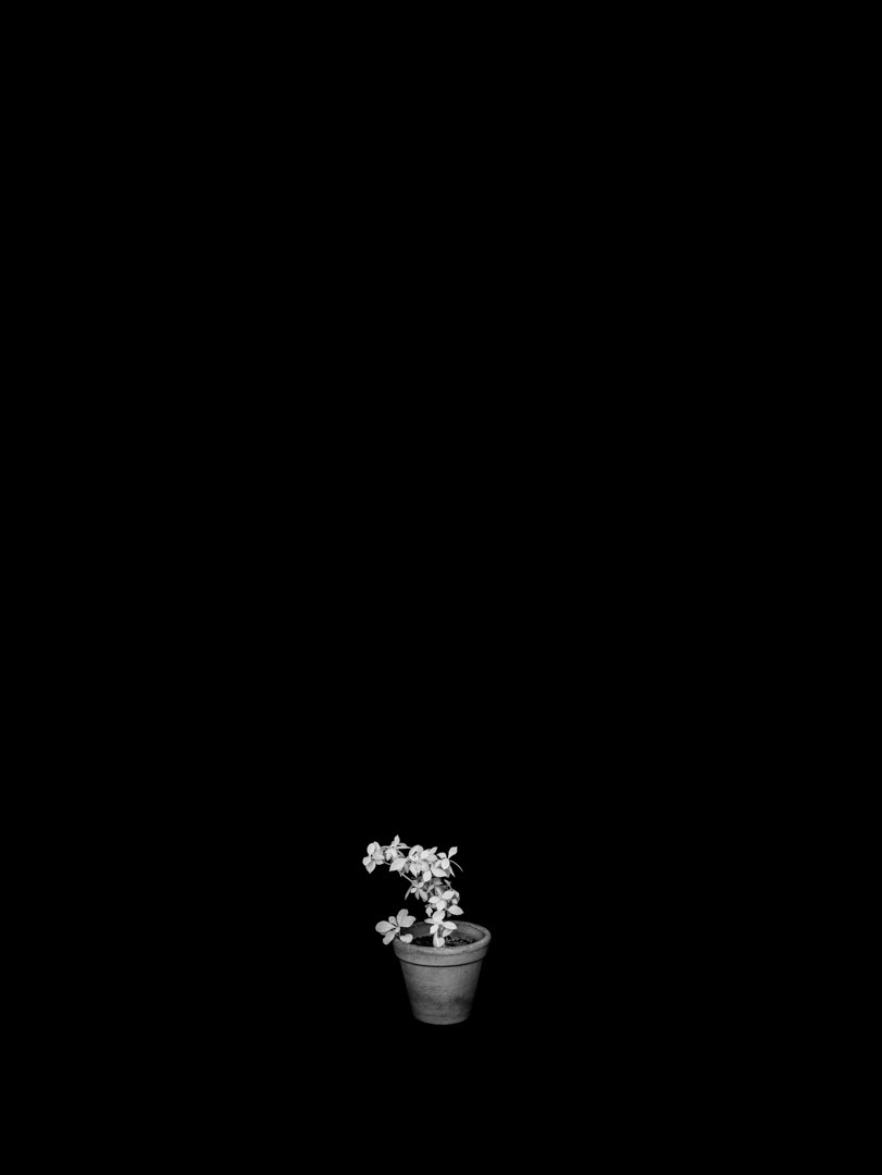 Jasminum sambac