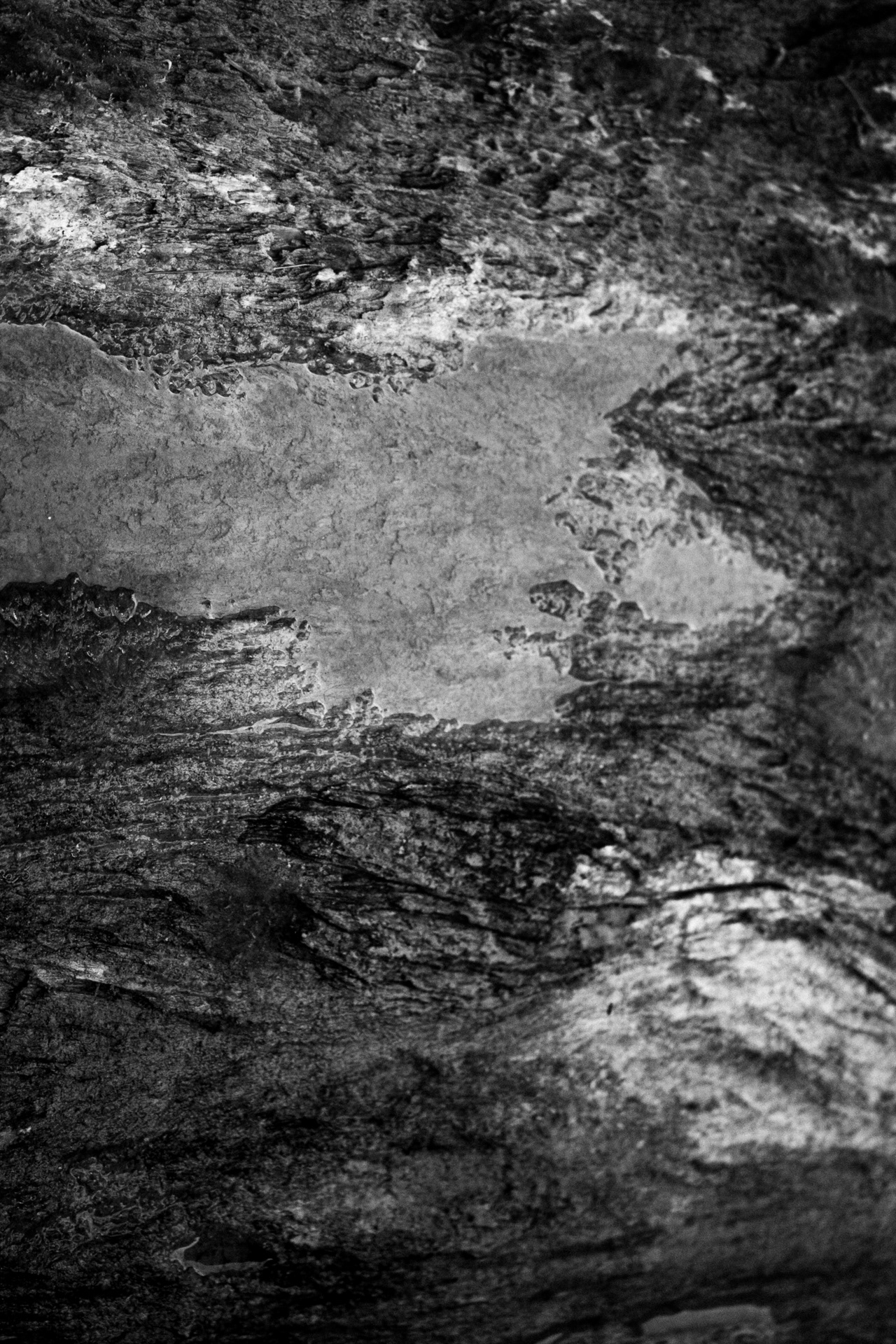 14. Driftwood