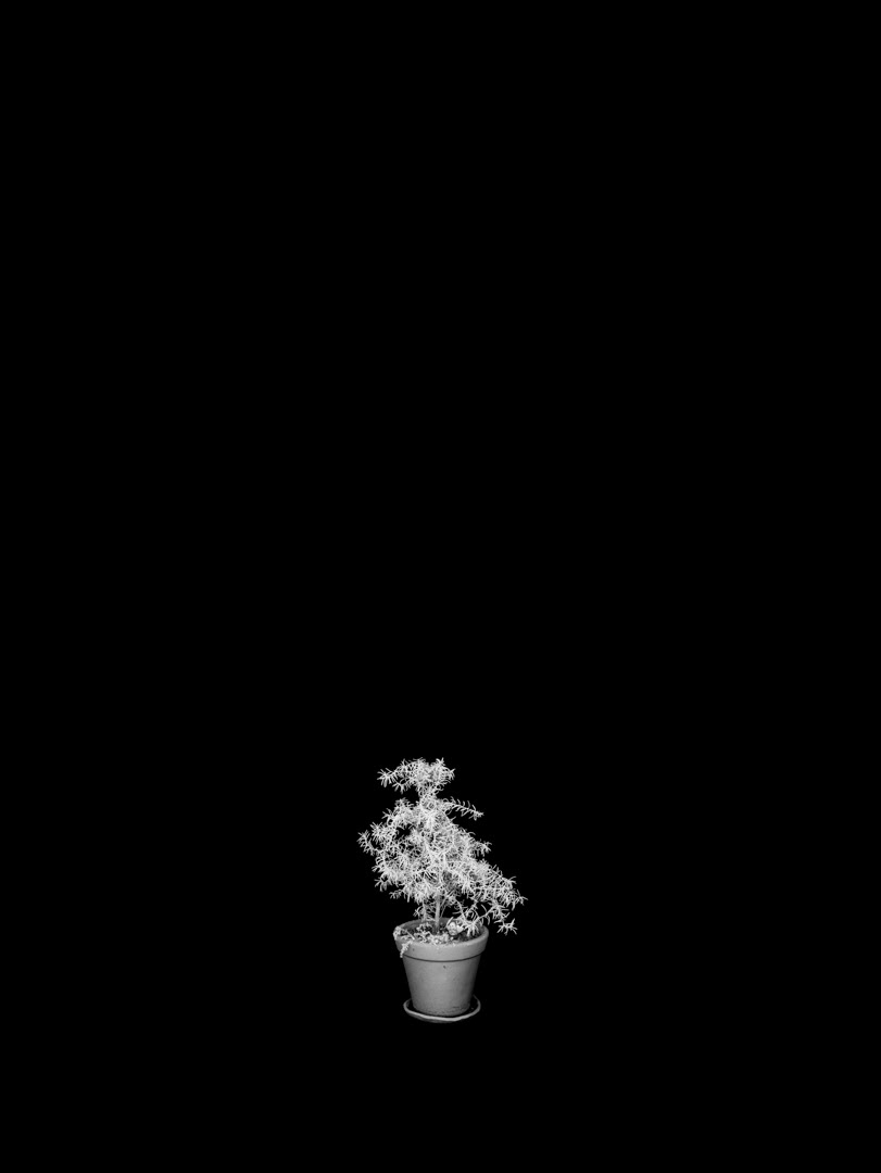 Rosmarinus officinalis