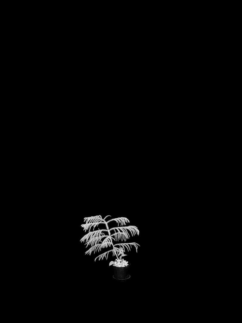 Araucaria columnaris