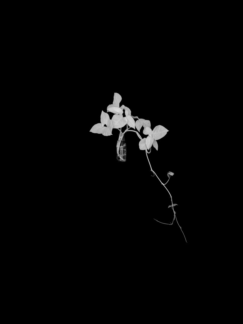 Syngonium angustatum