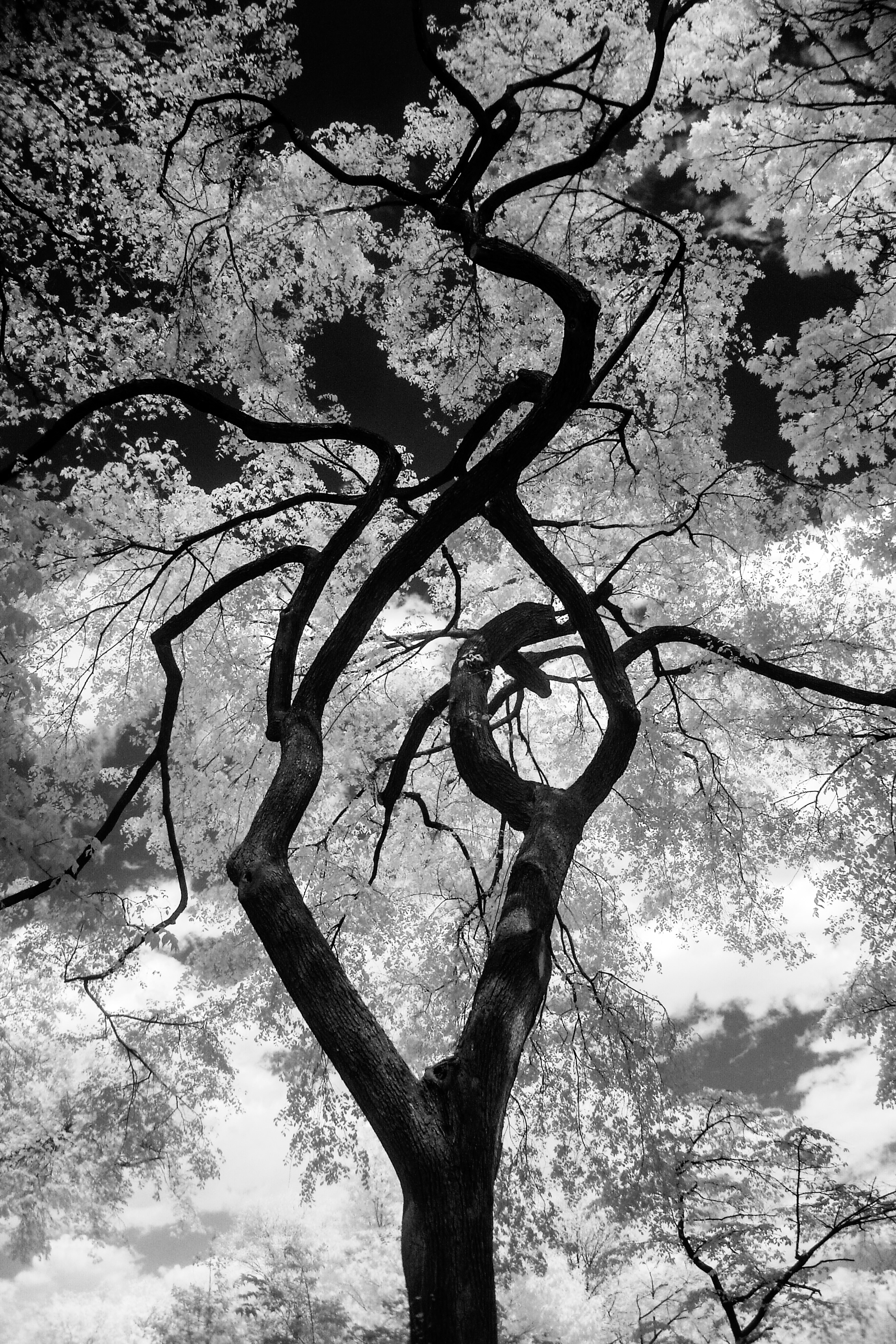 Contrasted Tree