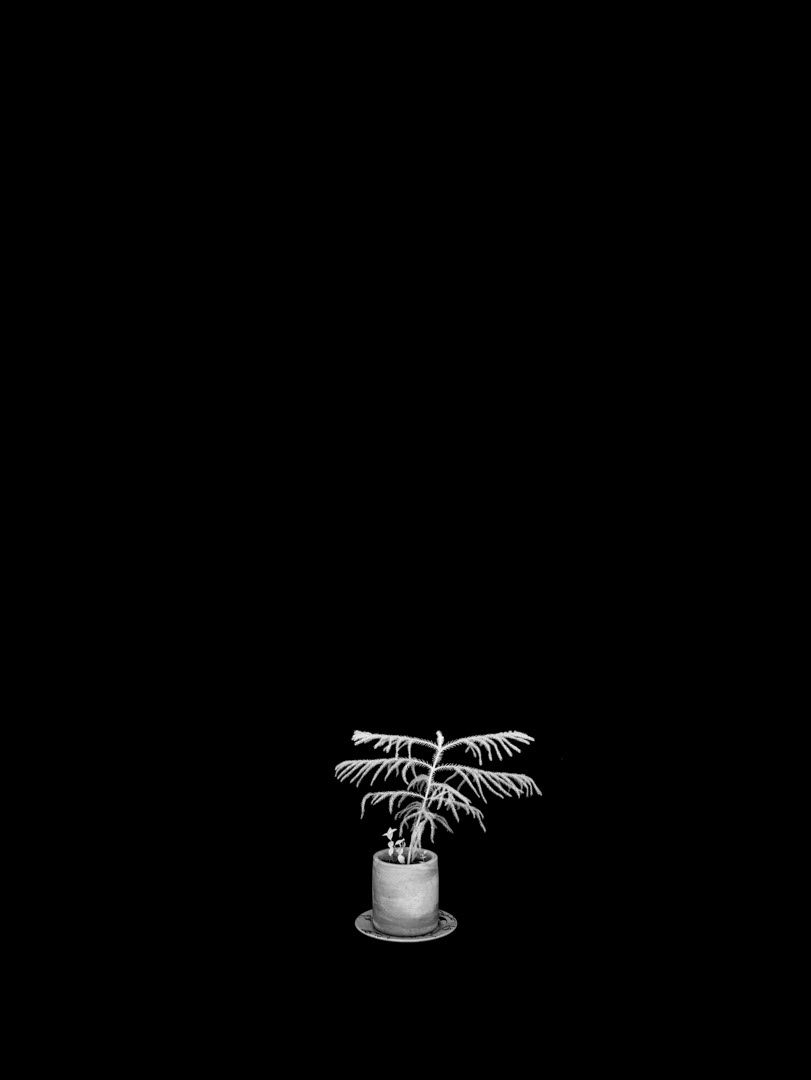 Araucaria columnaris