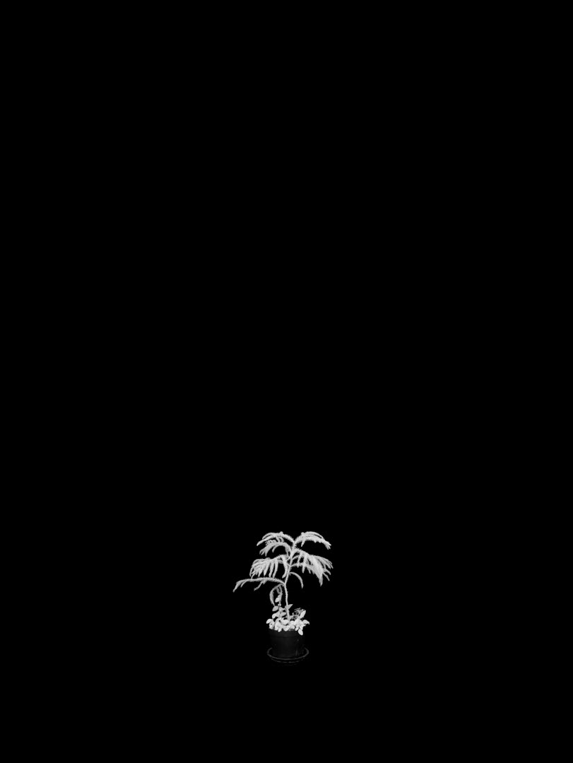 Araucaria columnaris