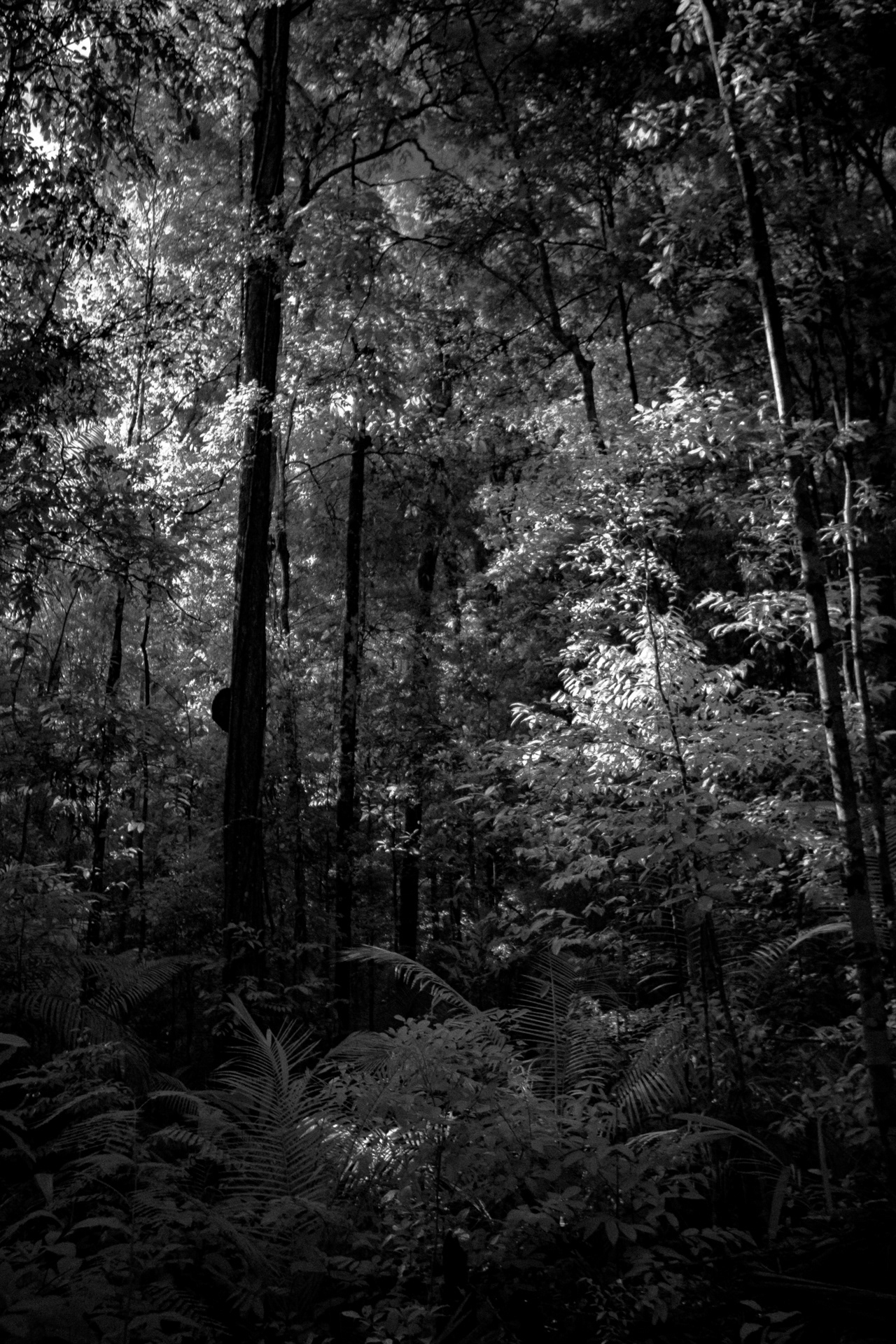 16. A Pristine Forest