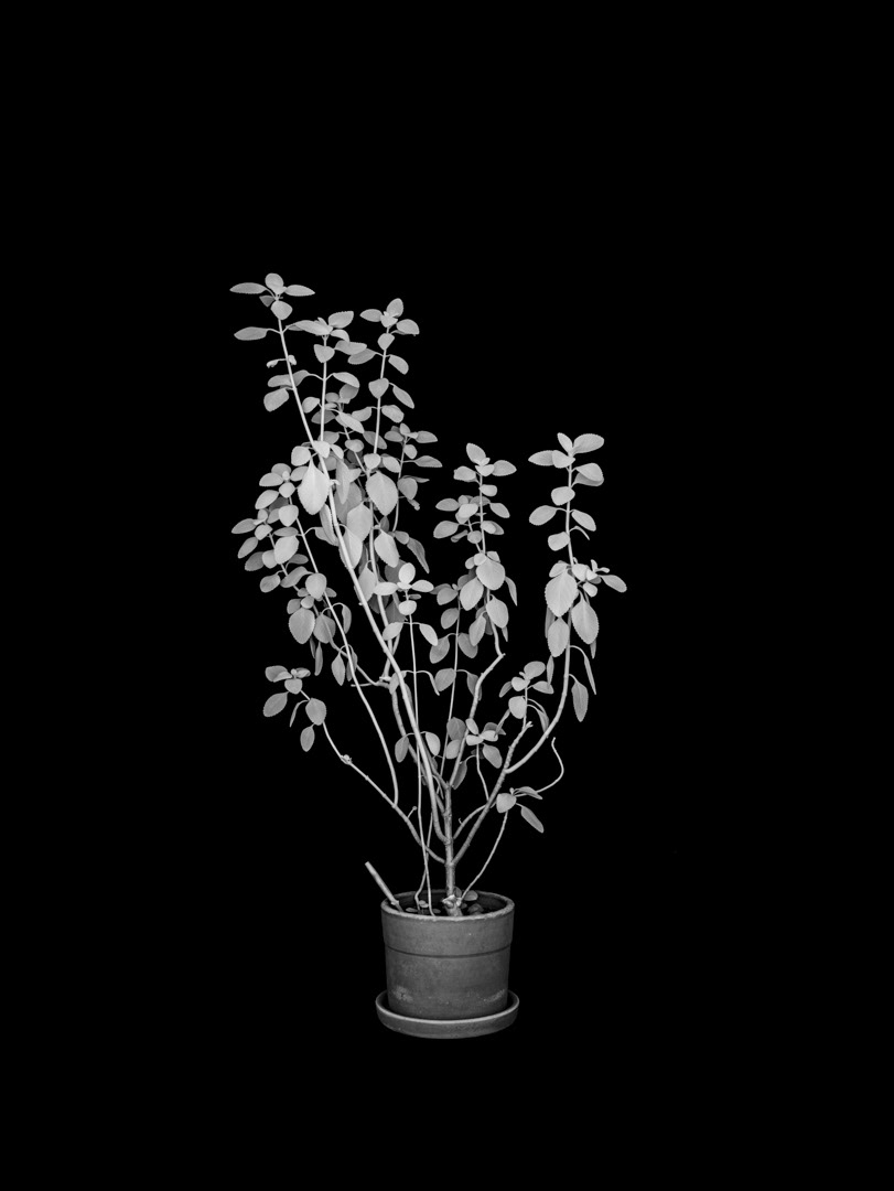 Plectranthus barbatus