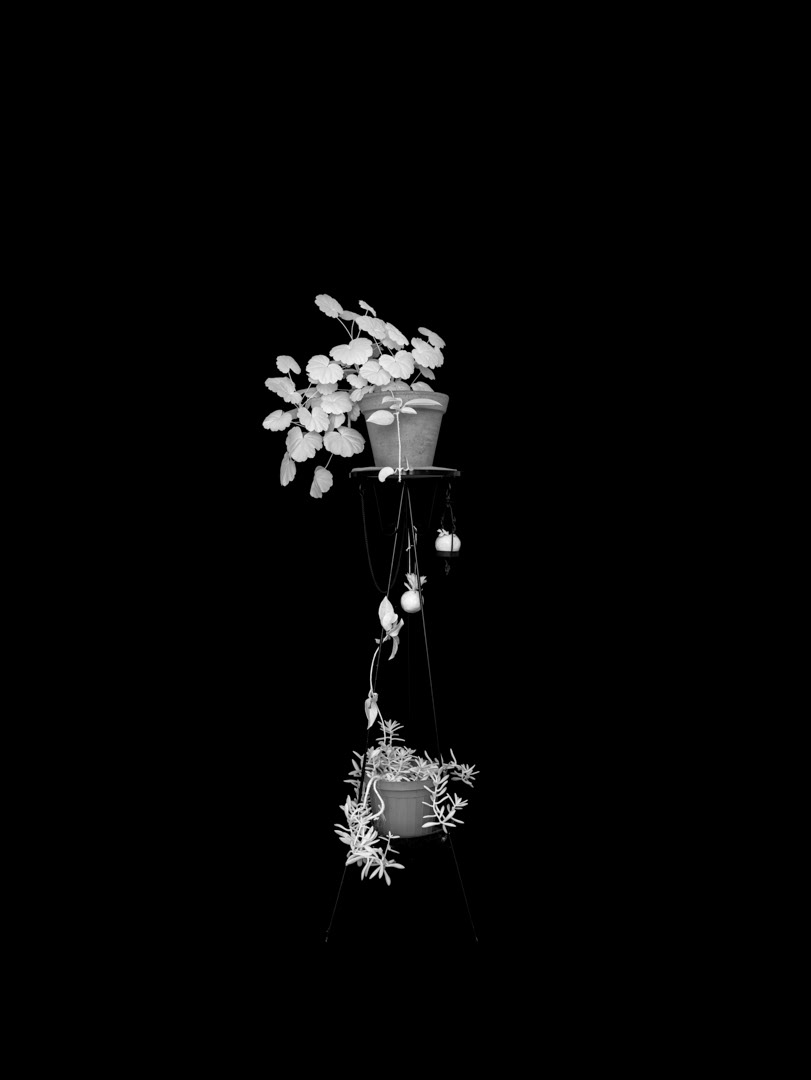 Pelargonium X hortorum