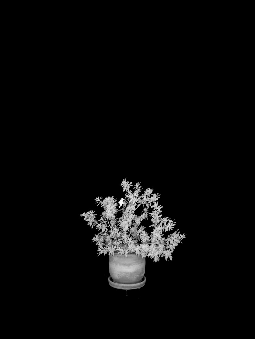 Rhododendron simsii