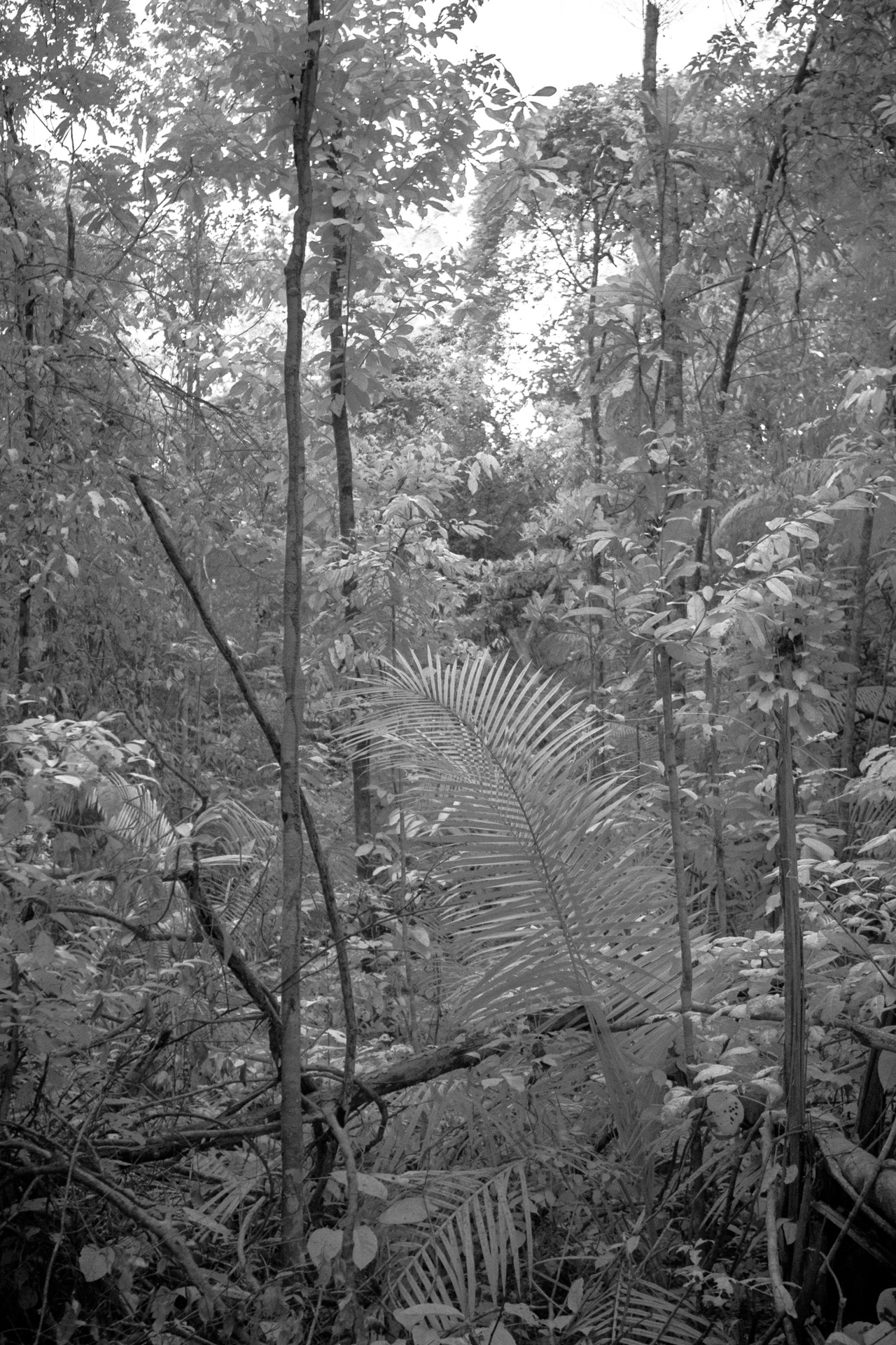 18. Light From A Fallen Tree