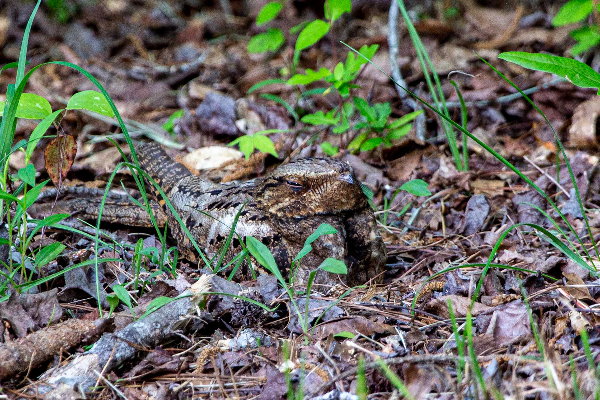 Eastern Whip-poor-will on nest