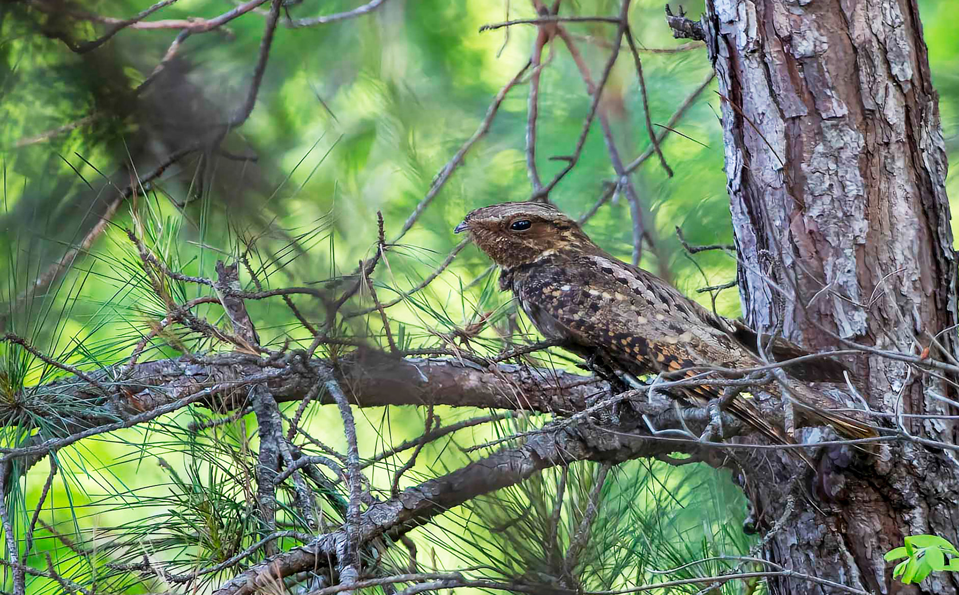 Eastern Whip-poor-will 