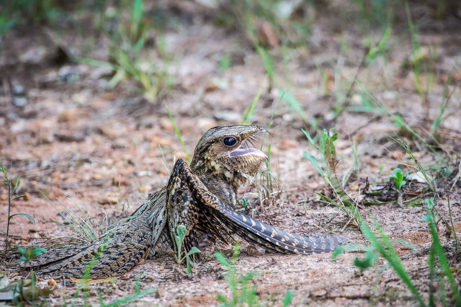 Eastern Whip-poor-will distracting away from nest