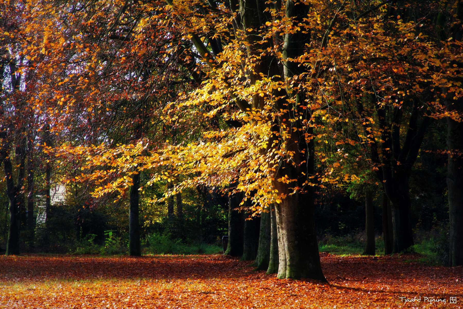 Morgenrood & -geel - Tjaard Pijning Fotografie