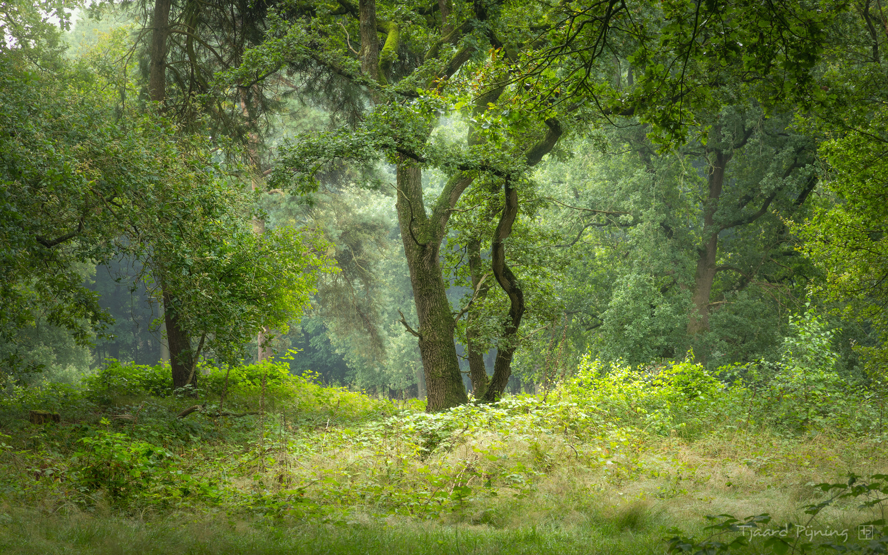 Licht - Tjaard Pijning Fotografie