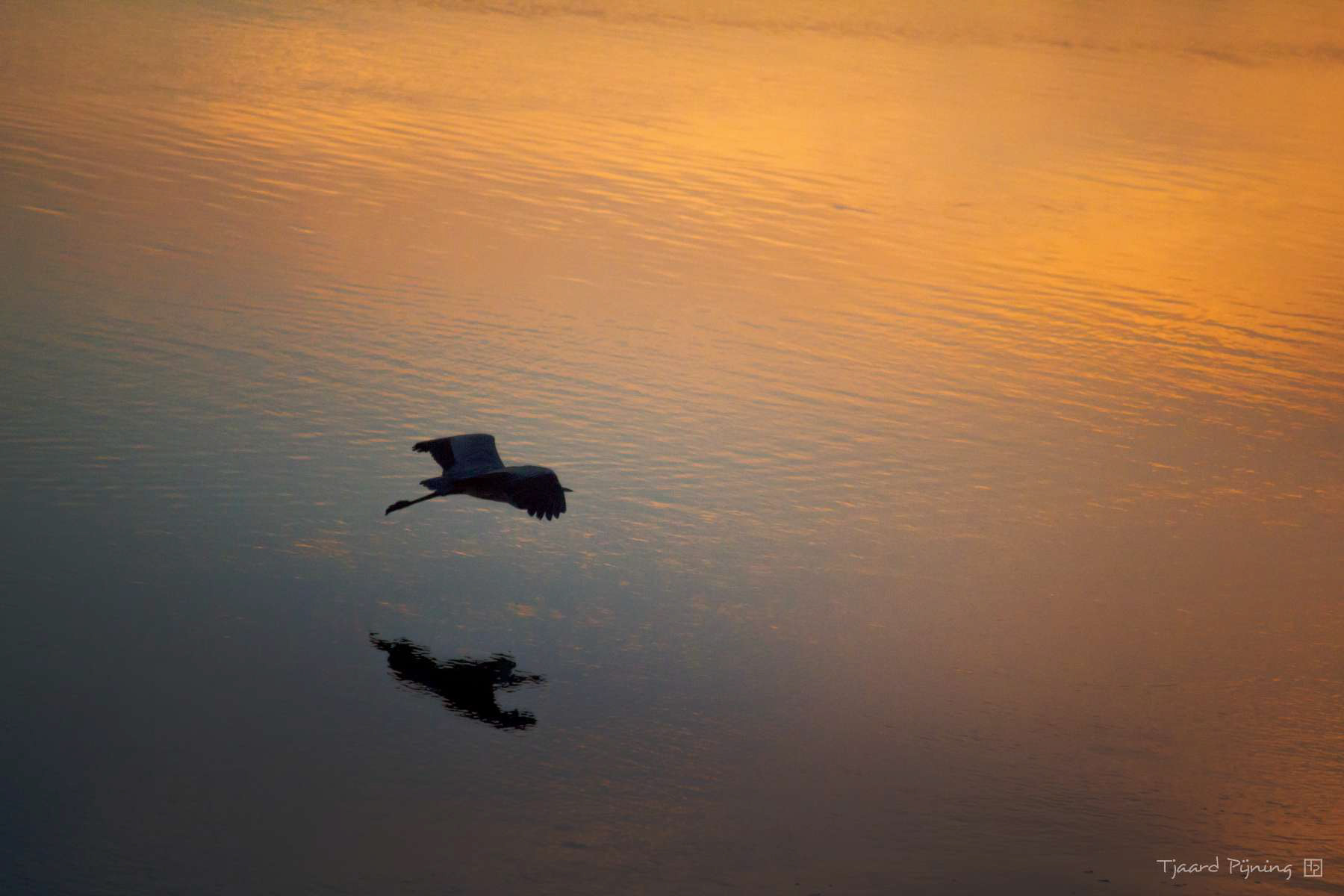 Vlucht - Tjaard Pijning Fotografie