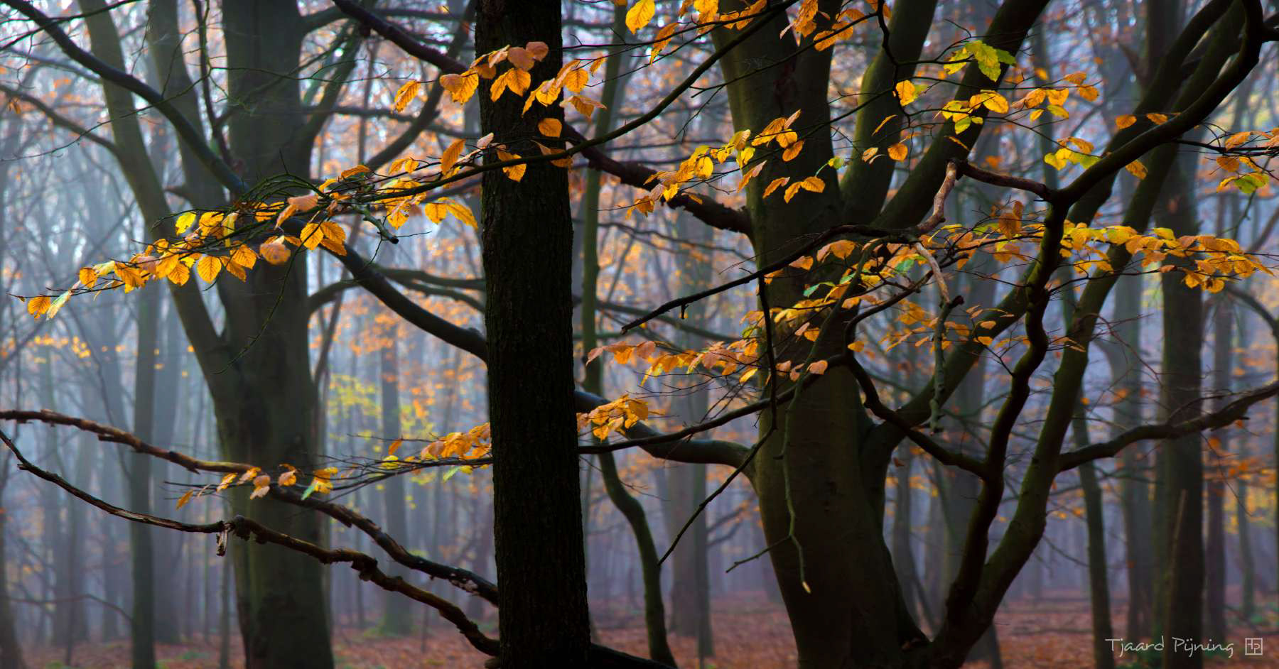 Yellow sprinkles - Tjaard Pijning Fotografie