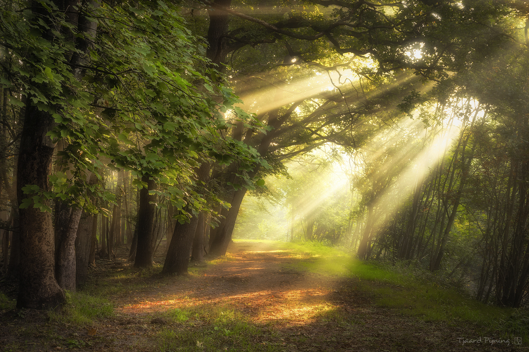 Ochtendgoud - Tjaard Pijning Fotografie