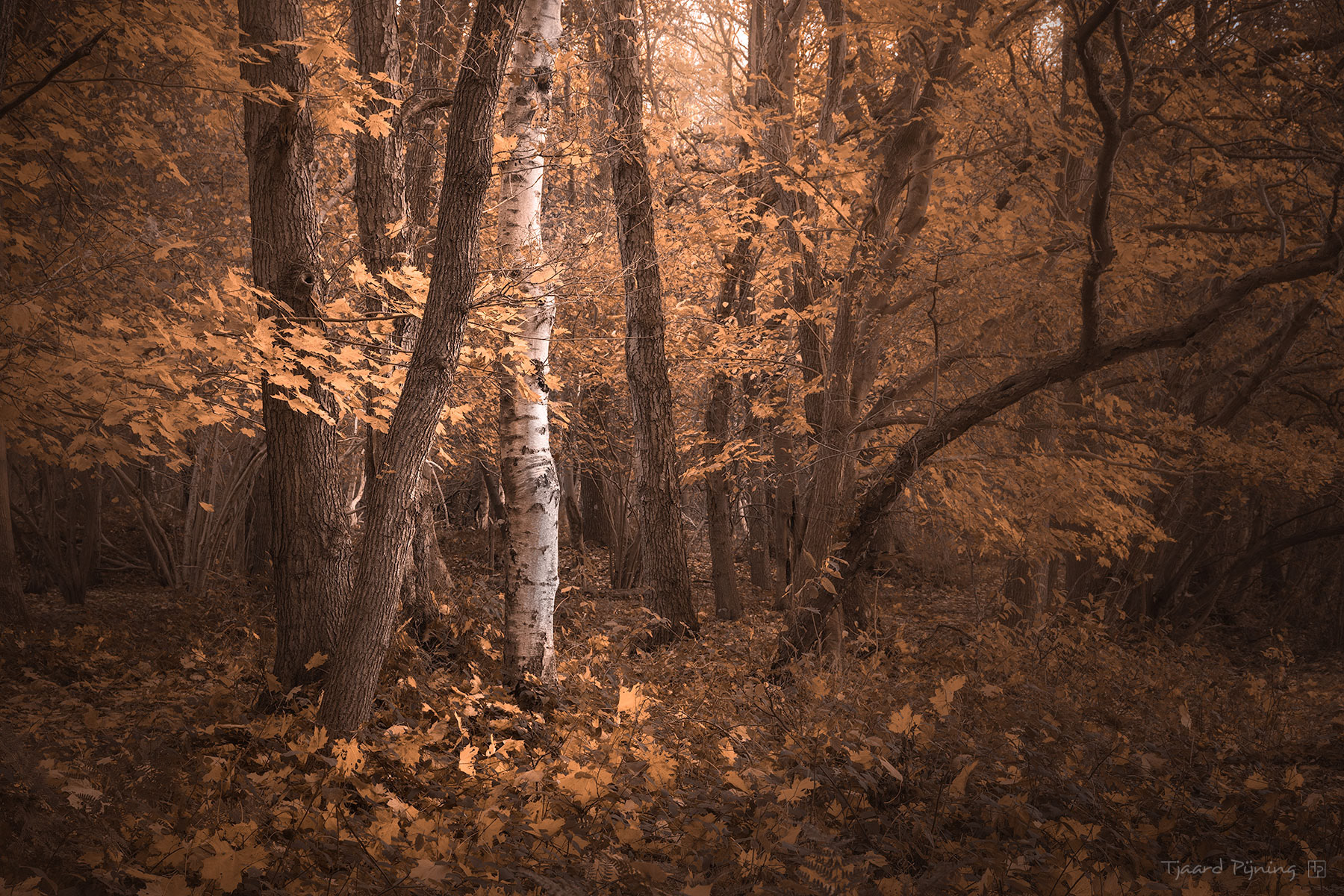 Herfstsfeer - Tjaard Pijning Fotografie