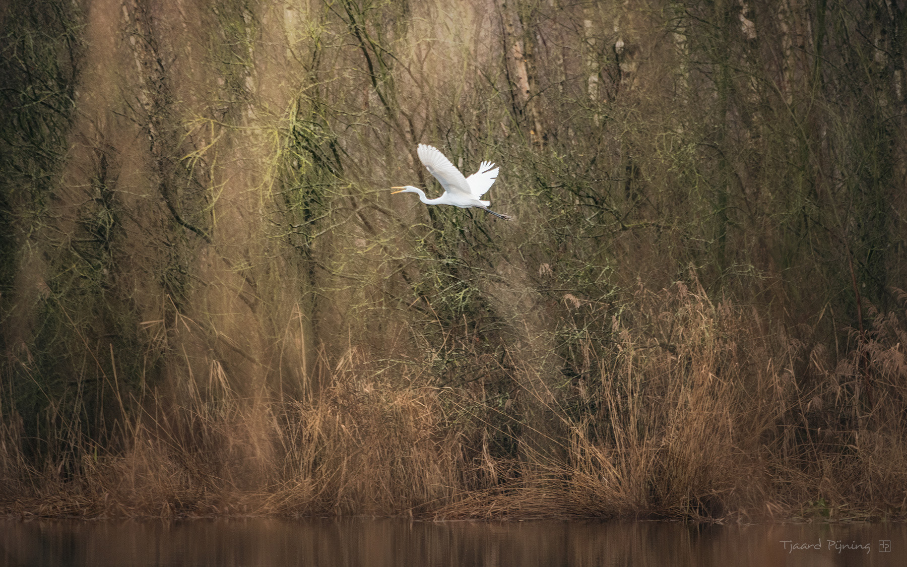 Take-off - Tjaard Pijning Fotografie