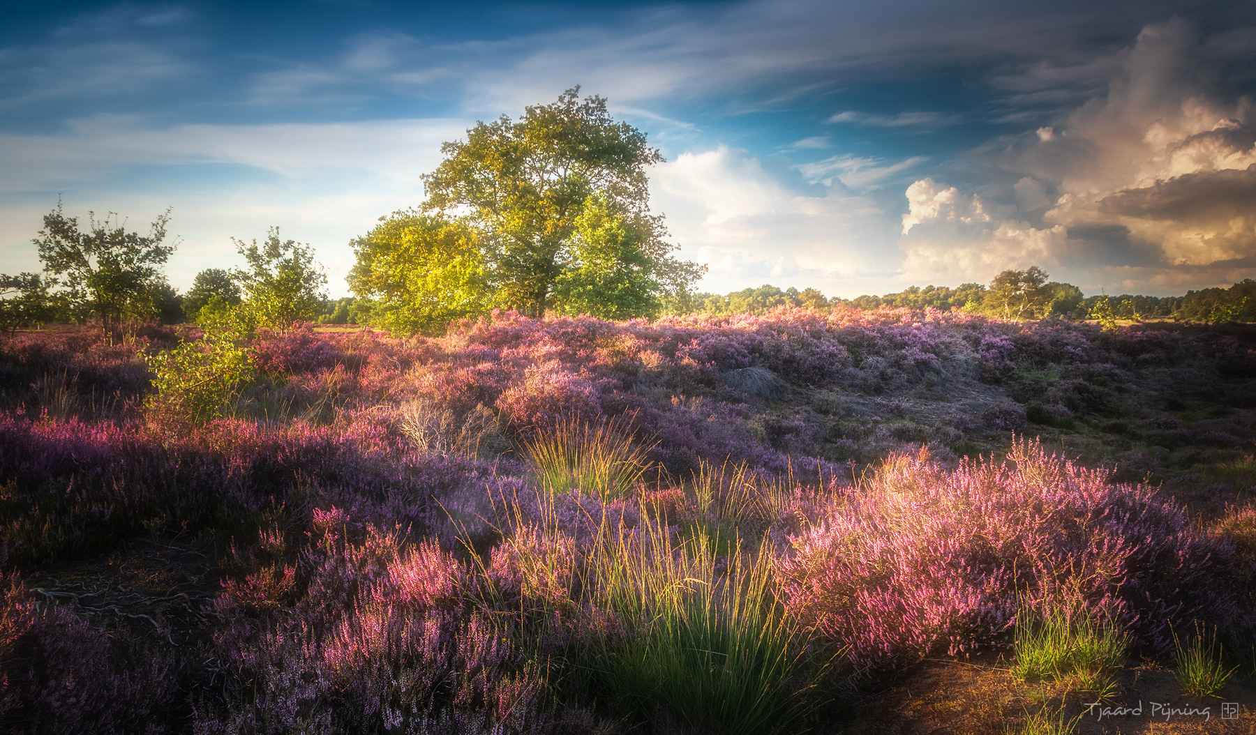 Balloërveld - Tjaard Pijning Fotografie