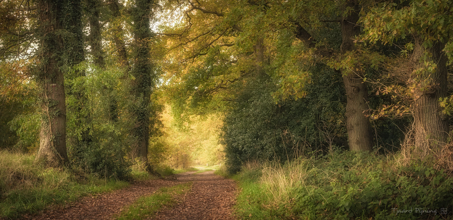 Nog groen - Tjaard Pijning Fotografie
