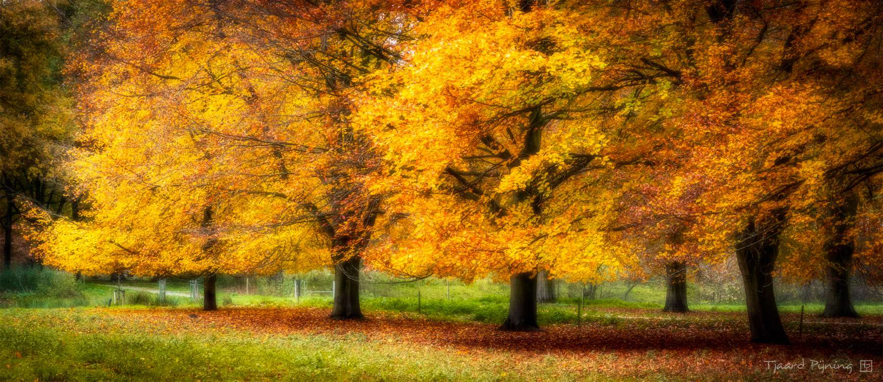 Late herfst - Tjaard Pijning Fotografie