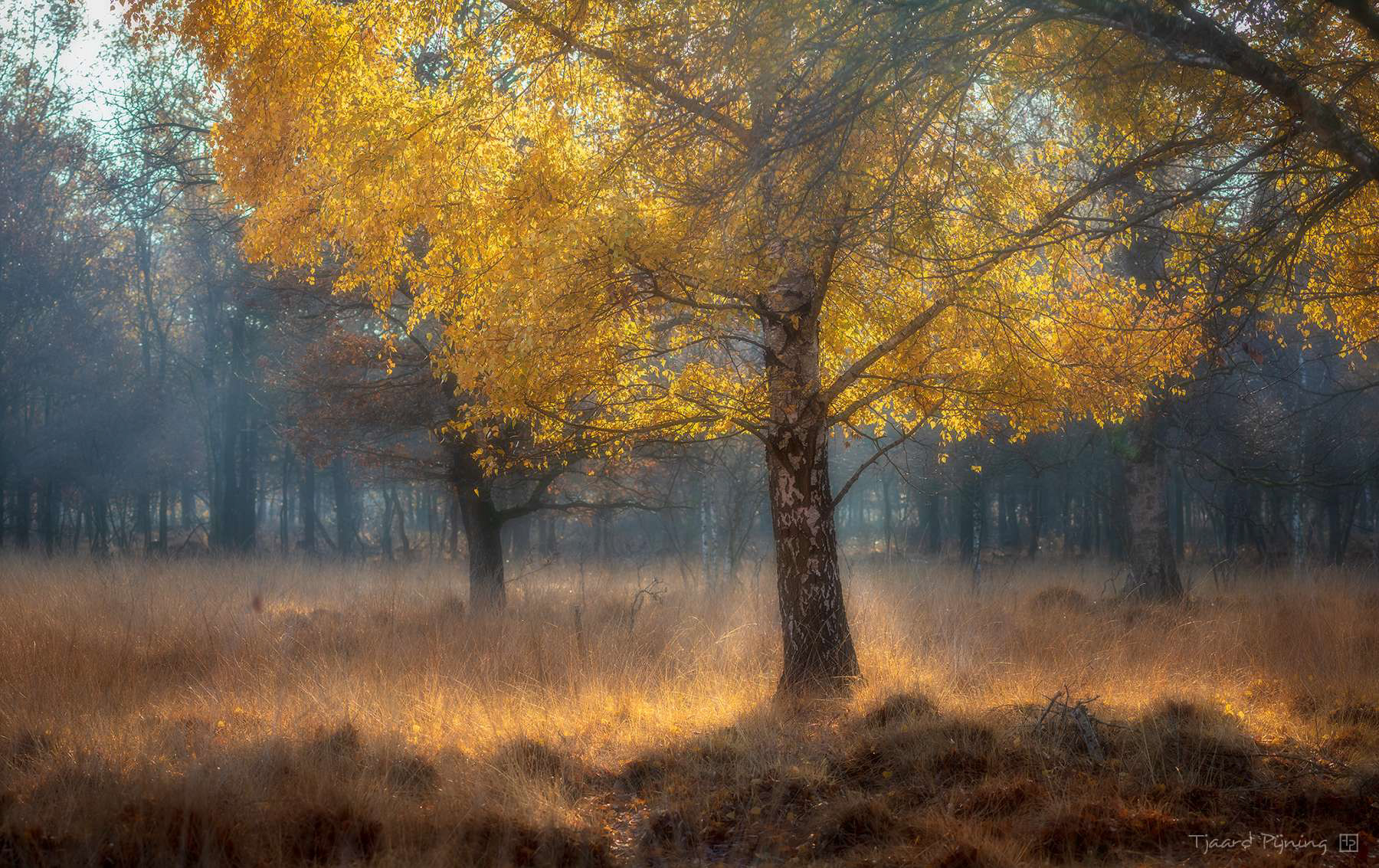 Novembergoud - Tjaard Pijning Fotografie