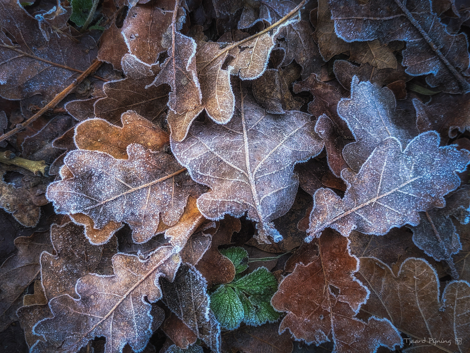 Vorst - Tjaard Pijning Fotografie