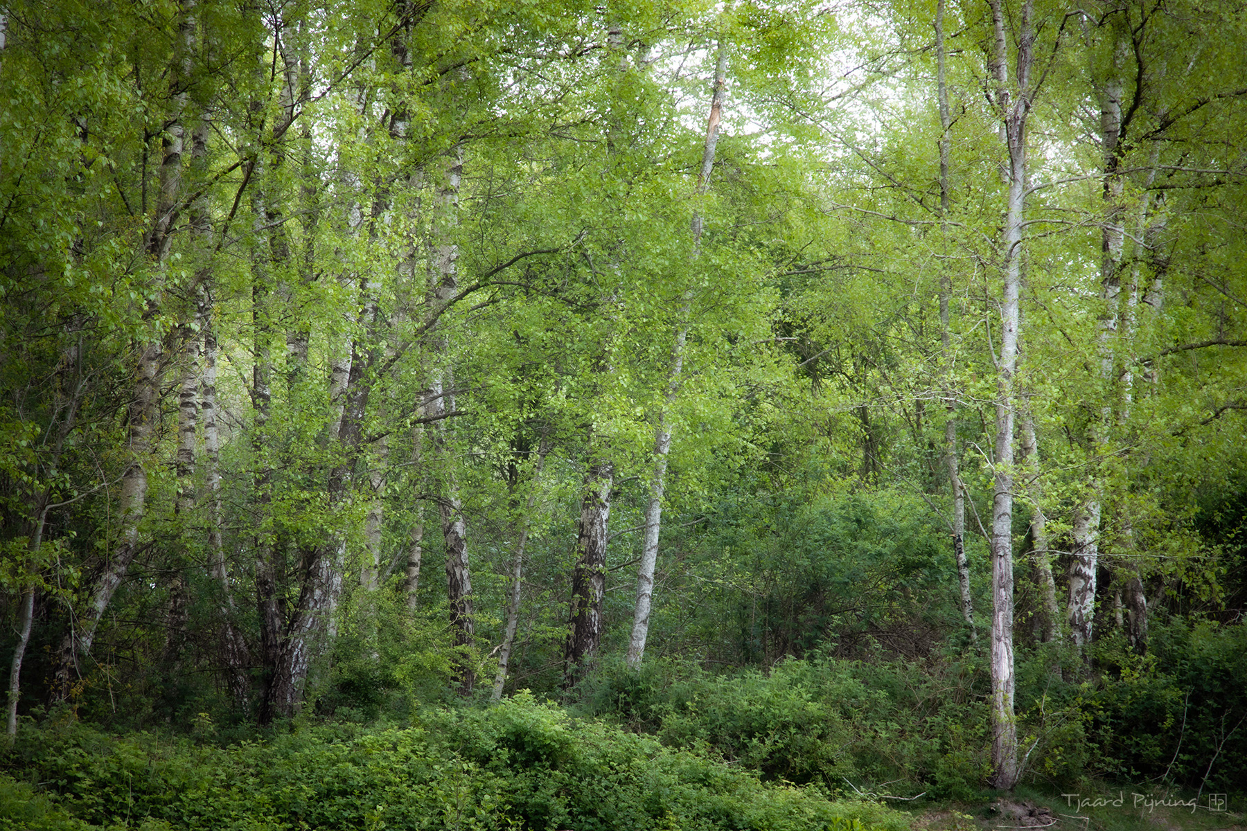 Berken - Tjaard Pijning Fotografie