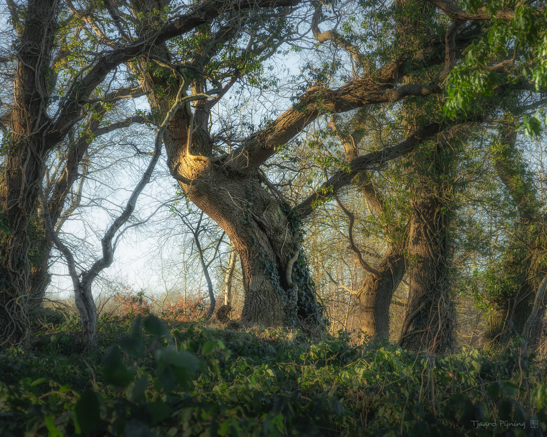 Welkom - Tjaard Pijning Fotografie