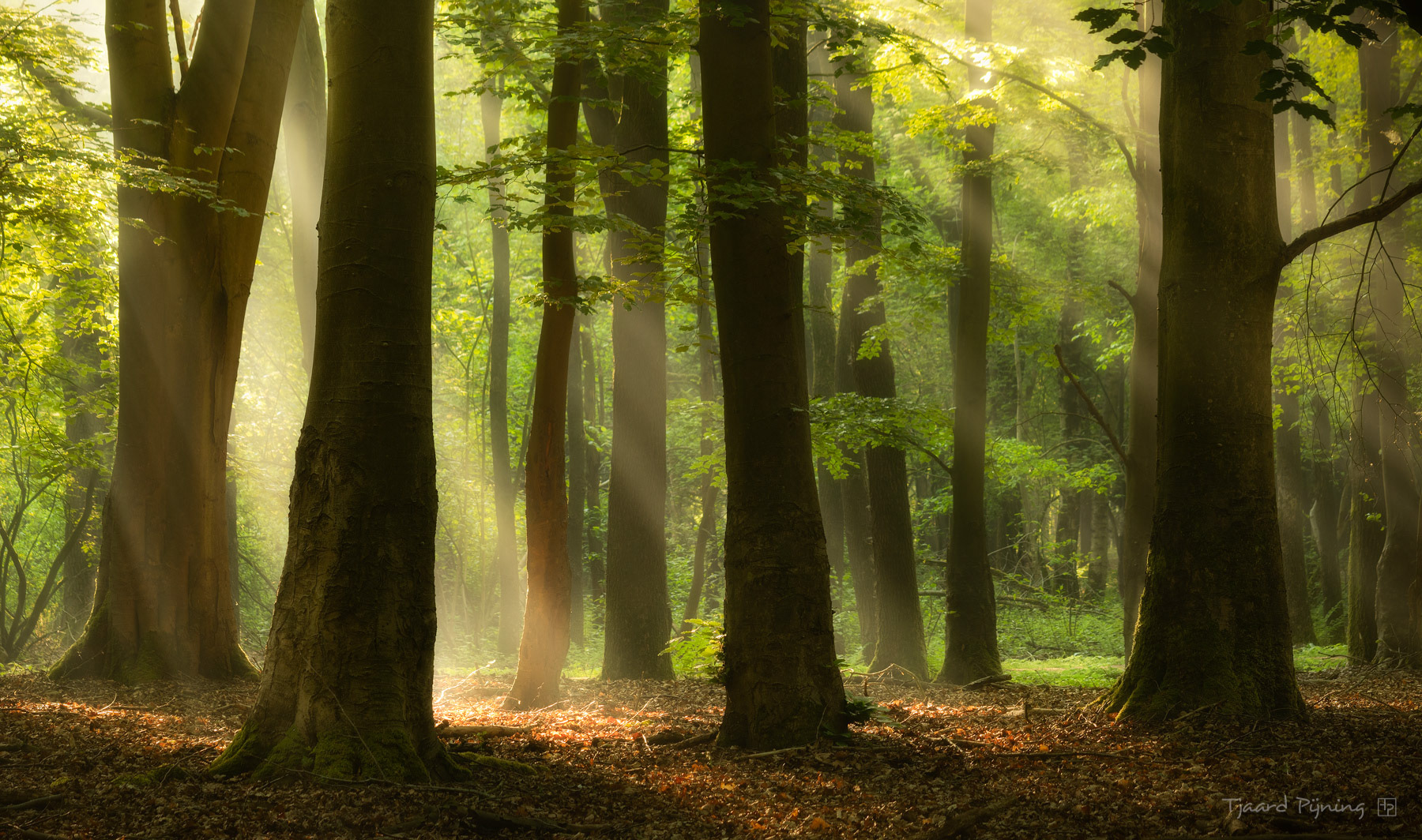 Mist-licht (II) - Tjaard Pijning Fotografie