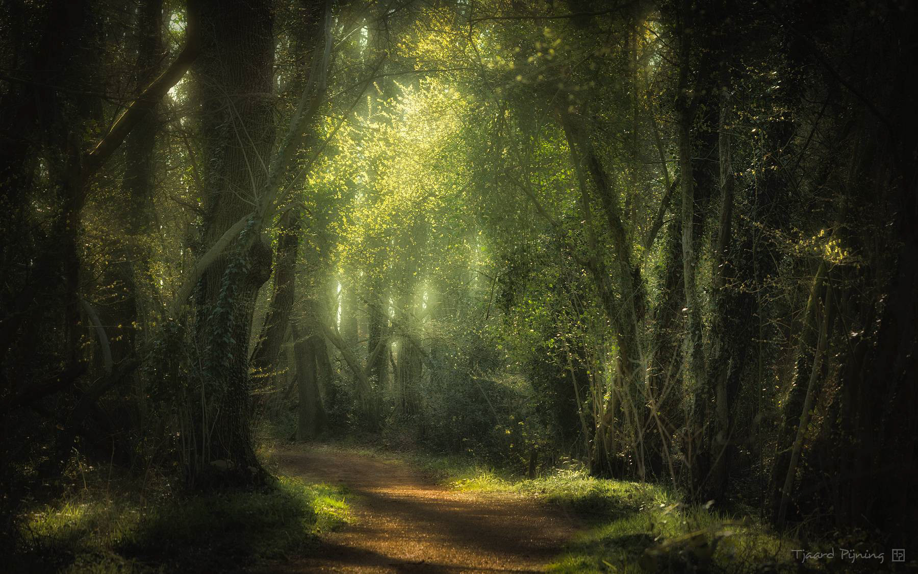 Magisch tegenlicht - Tjaard Pijning Fotografie