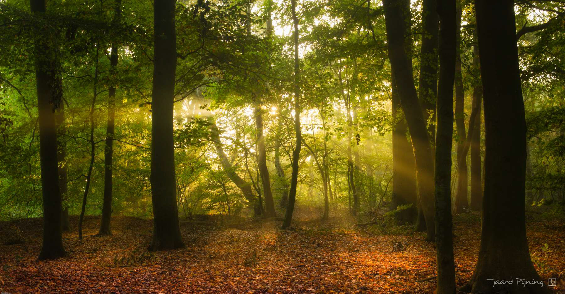 Het regent zonnestralen - Tjaard Pijning Fotografie