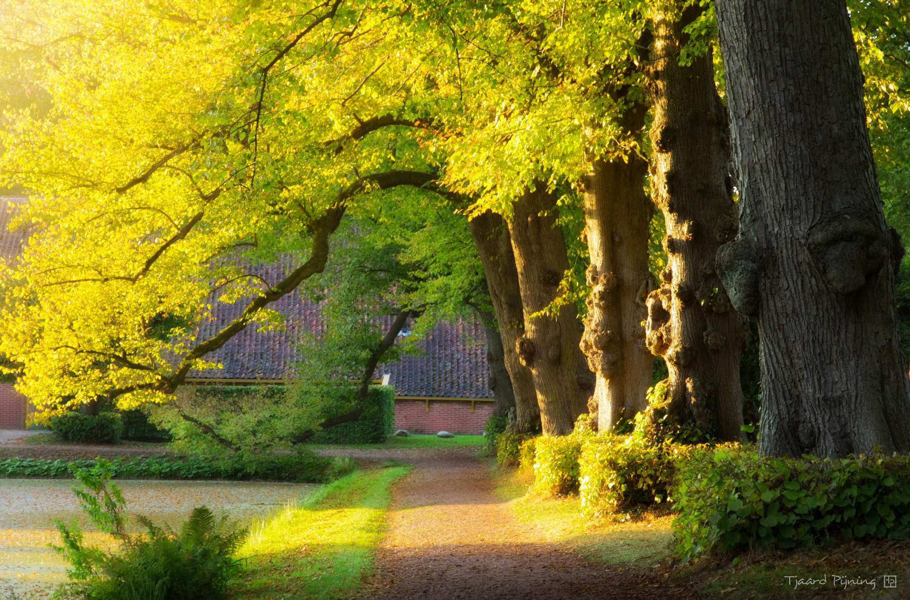Lichtpoort - Tjaard Pijning Fotografie