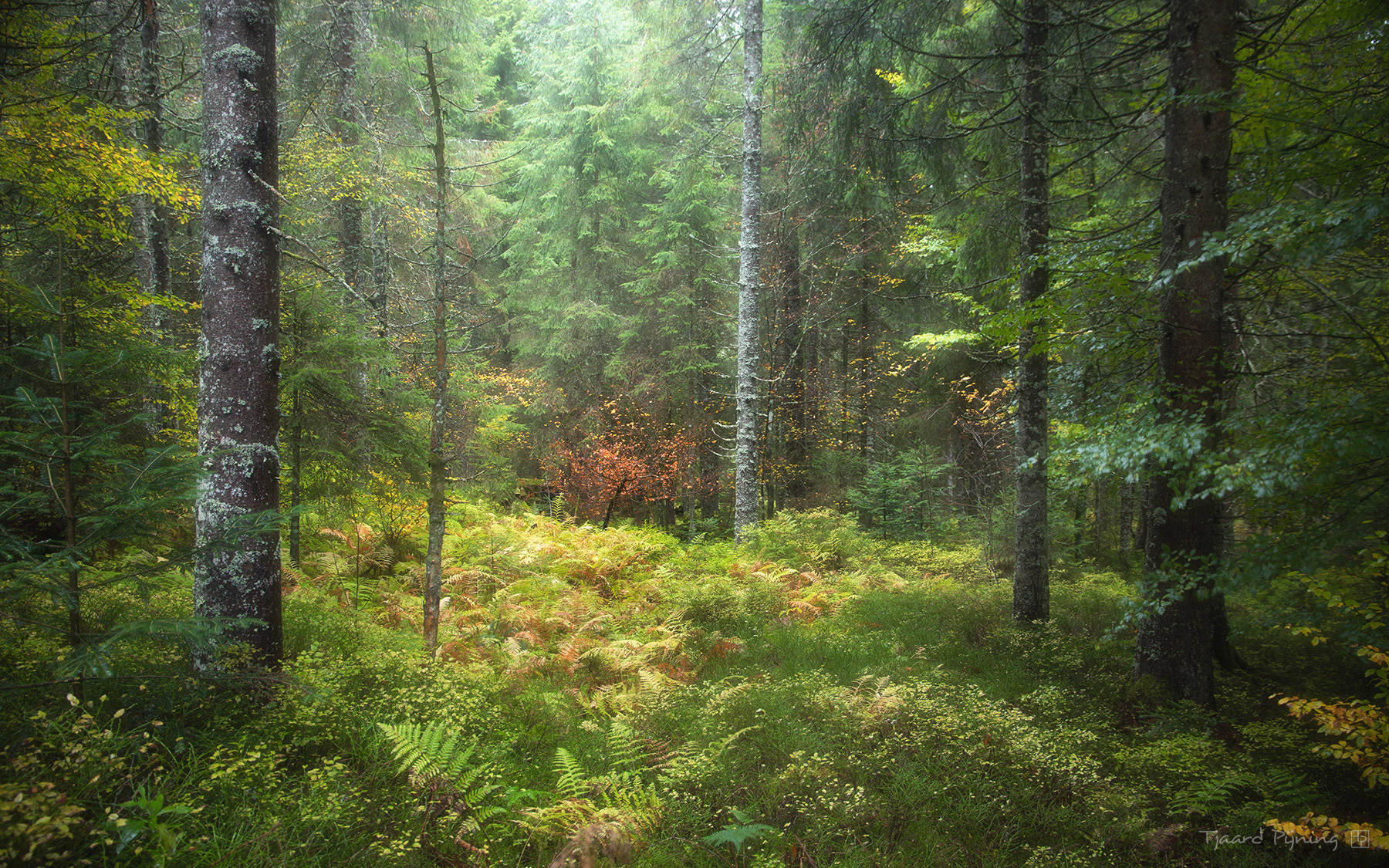 Magie - Tjaard Pijning Fotografie