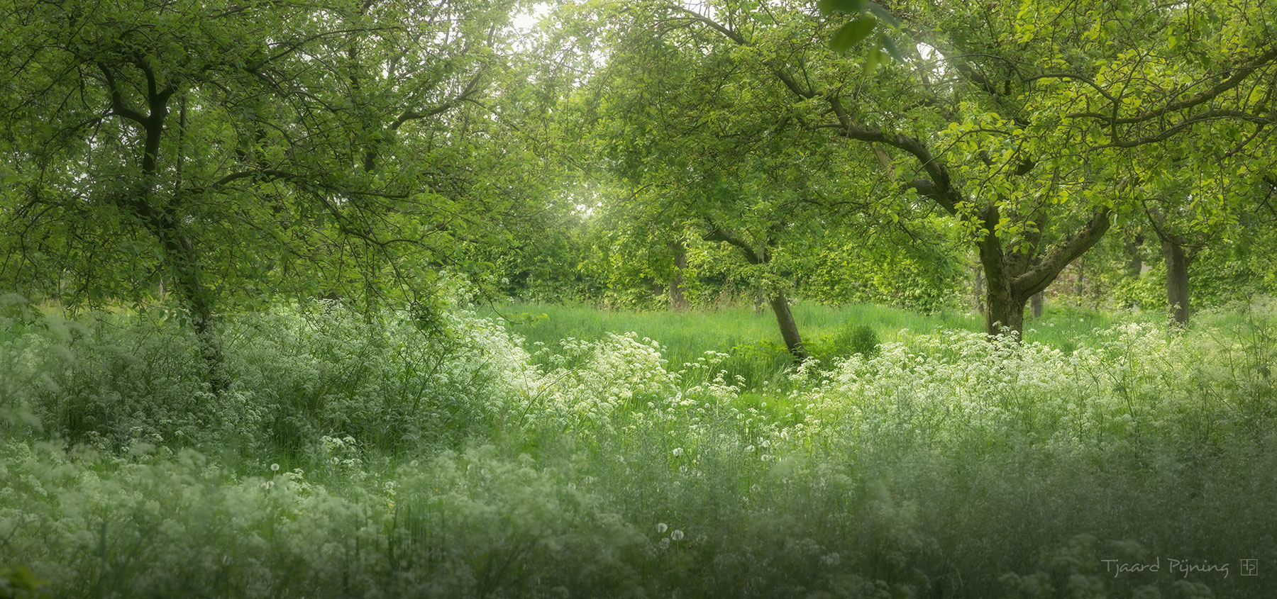 Lente
